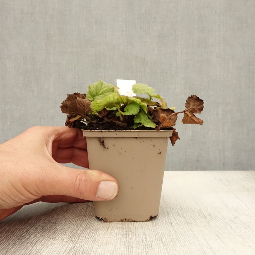 Exemplar von Geum chiloense Sigiswang - Chilenische Nelkenwurz Kleine Töpfe von 8/9 cm wie im Herbst geliefert