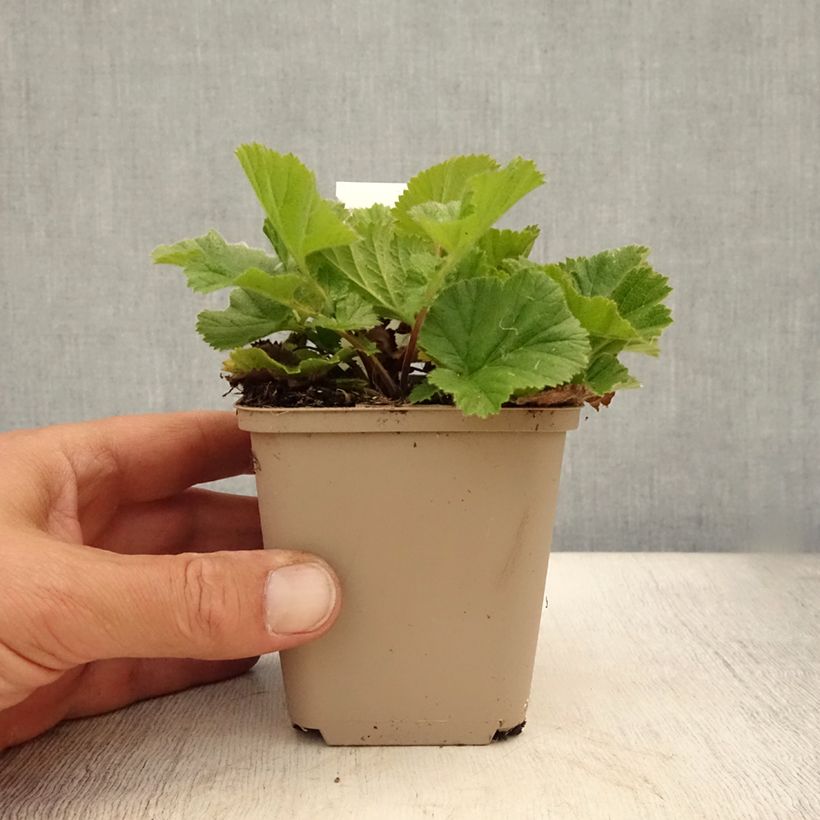 Exemplar von Geum chiloense Sigiswang - Chilenische Nelkenwurz Kleine Töpfe von 8/9 cm wie im Sommer geliefert