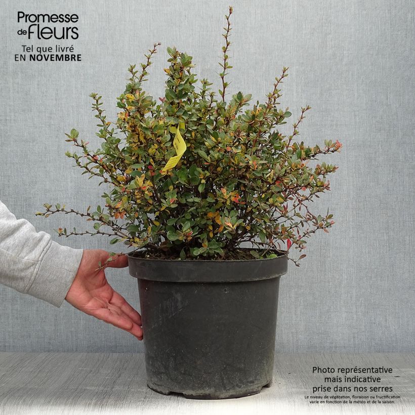 Exemplar von Berberis buxifolia Nana - Buchsblättrige Berberitze Topf mit 7,5L/10L wie im Herbst geliefert