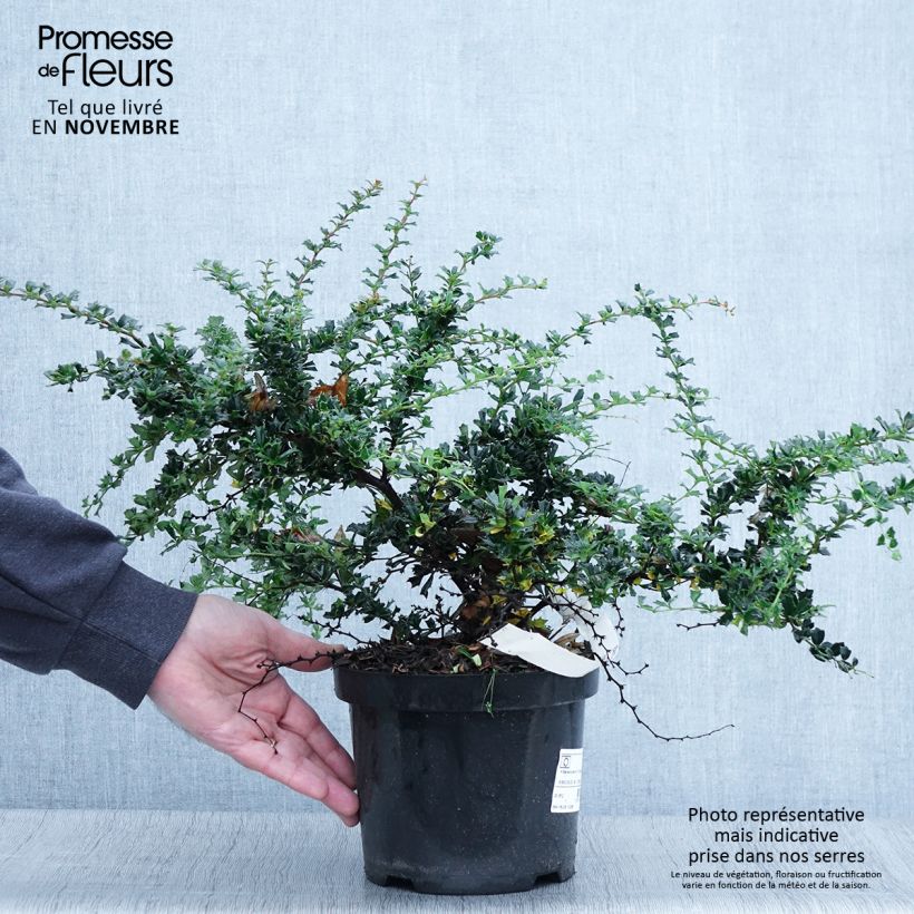 Exemplar von Berberis darwinii Compacta - Darwins Berberitze Topf mit 2L/3L wie im Herbst geliefert