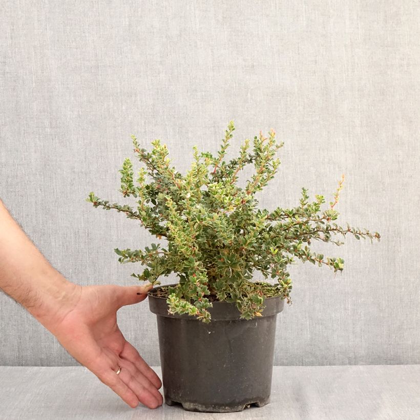 Exemplar von Berberis darwinii Compacta - Darwins Berberitze Topf mit 3L/4L wie im Sommer geliefert