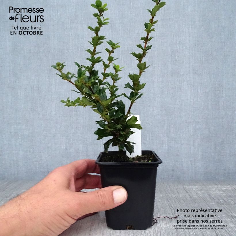 Exemplar von Berberis darwinii - Darwins Berberitze Kleine Töpfe von 8/9 cm wie im Herbst geliefert