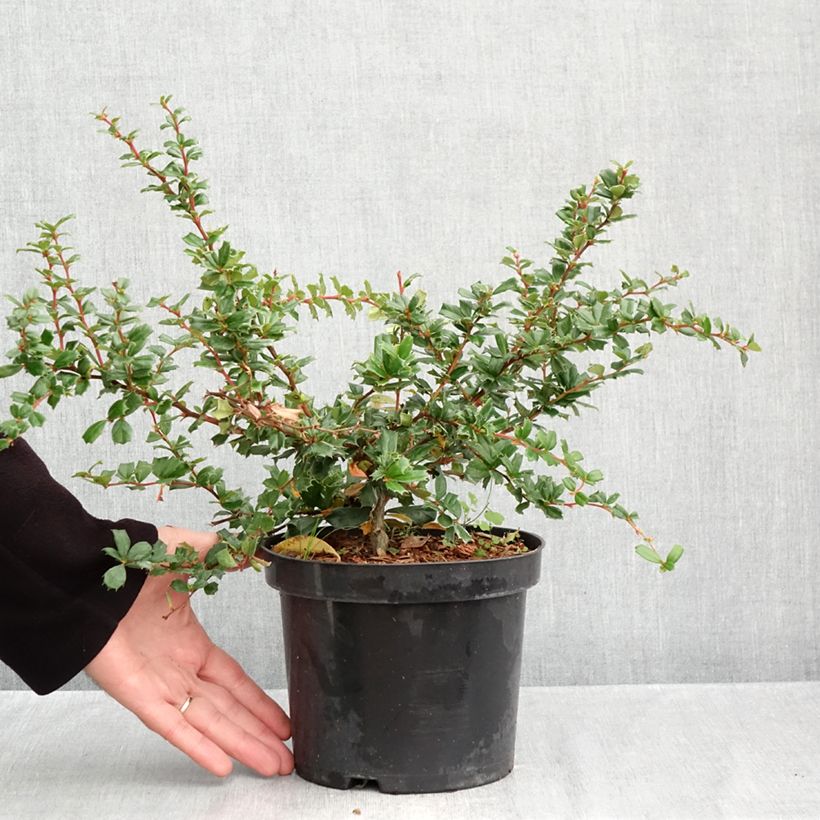 Exemplar von Berberis darwinii - Darwins Berberitze Topf mit 2L/3L wie im Herbst geliefert