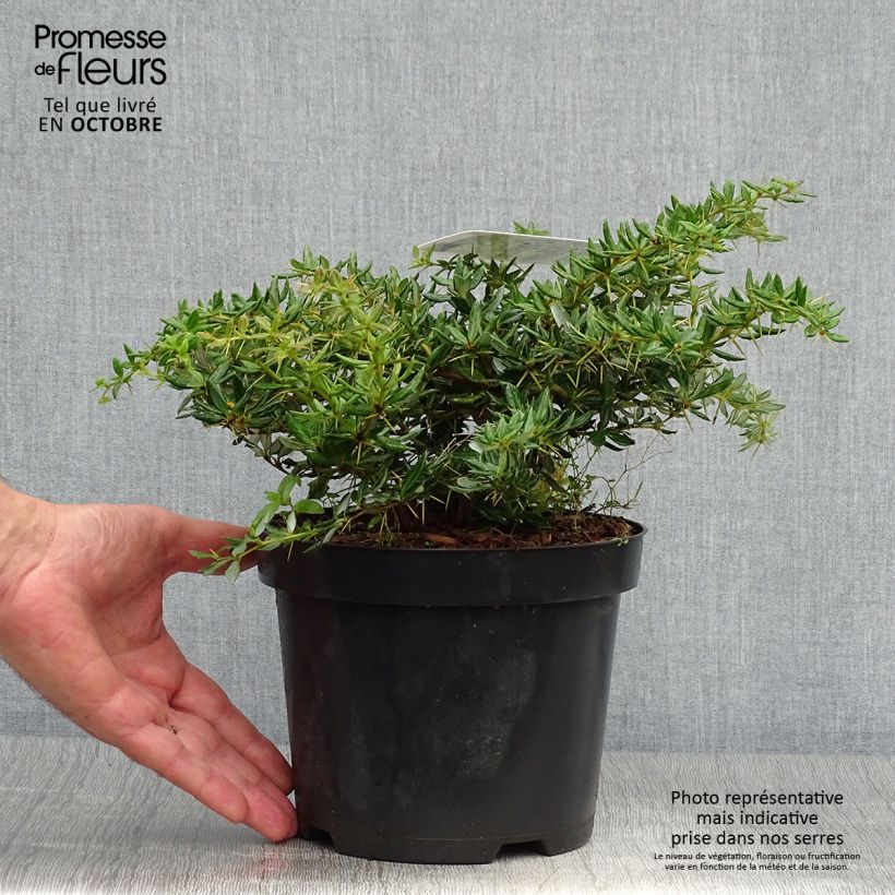 Exemplar von Berberis frikartii Amstelveen - Berberitze Topf mit 2L/3L wie im Herbst geliefert