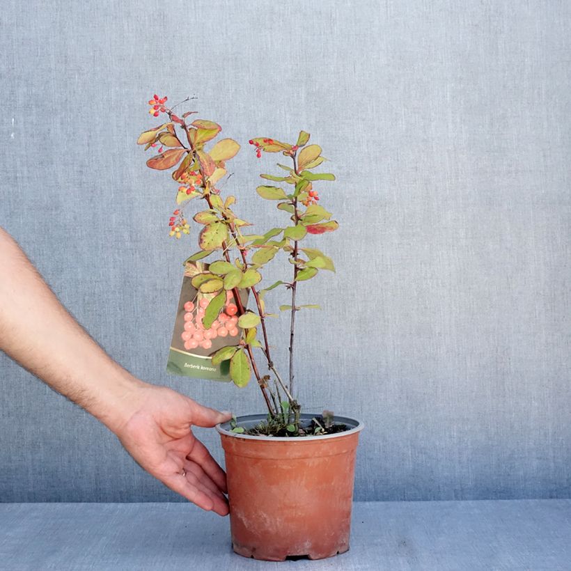 Exemplar von Berberis koreana - Koreanische Berberitze Topf mit 3L/4L wie im Sommer geliefert