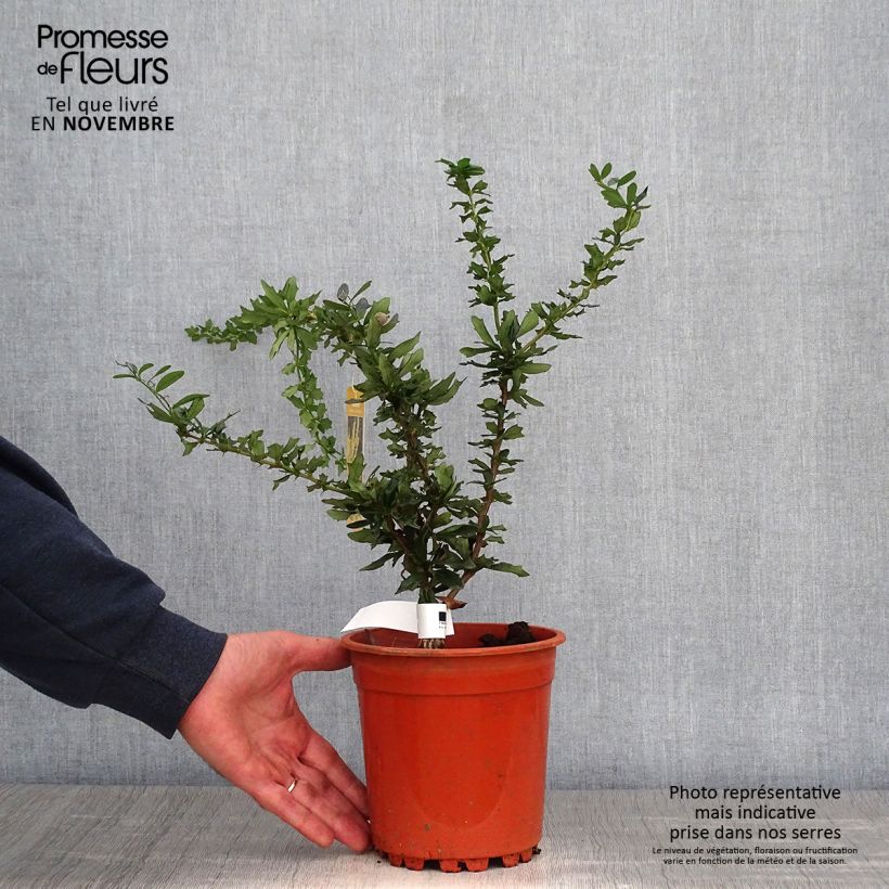 Exemplar von Berberis lologensis Apricot Queen - Berberitze Topf mit 2L/3L wie im Herbst geliefert