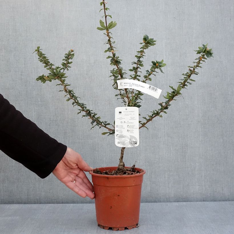 Exemplar von Berberis lologensis Apricot Queen - Berberitze Topf mit 2L/3L wie im Frühjahr geliefert