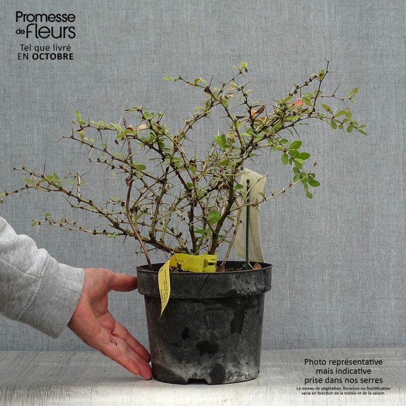 Exemplar von Berberis media Dual Jewel - Berberitze Topf mit 2L/3L wie im Herbst geliefert