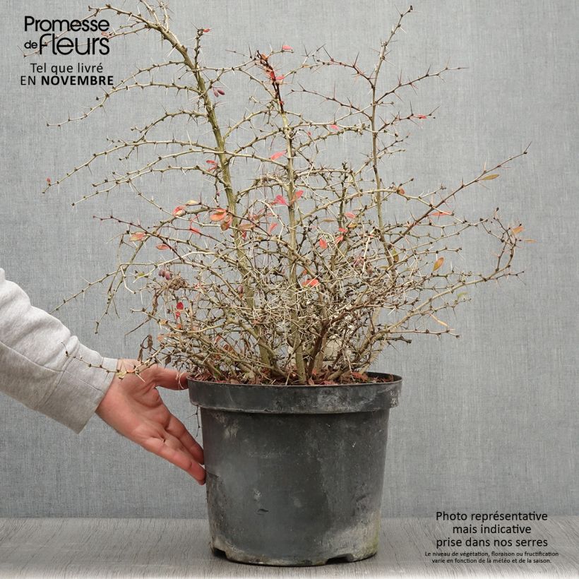Exemplar von Berberis media Dual Jewel - Berberitze Topf mit 7,5L/10L wie im Herbst geliefert
