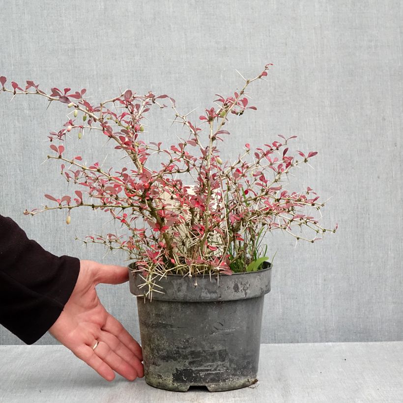 Exemplar von Berberis media Red Jewel - Berberitze Topf mit 3L/4L wie im Herbst geliefert