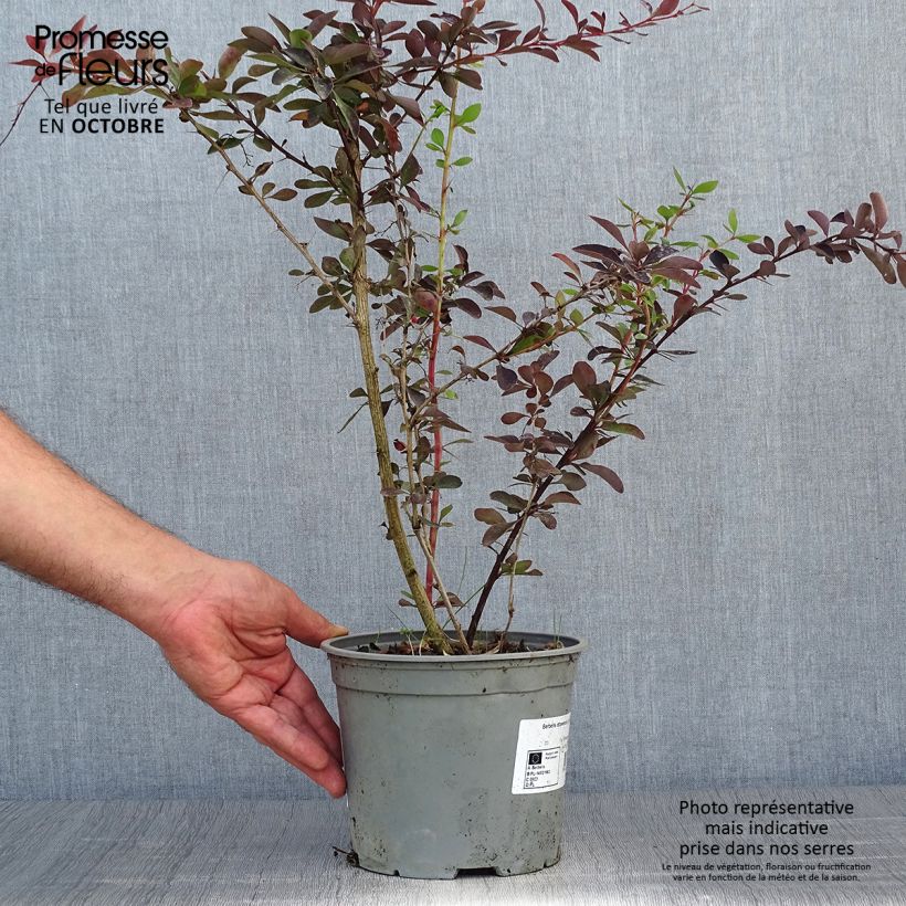 Exemplar von Berberis ottawensis Auricoma - Berberitze Topf mit 3L/4L wie im Herbst geliefert