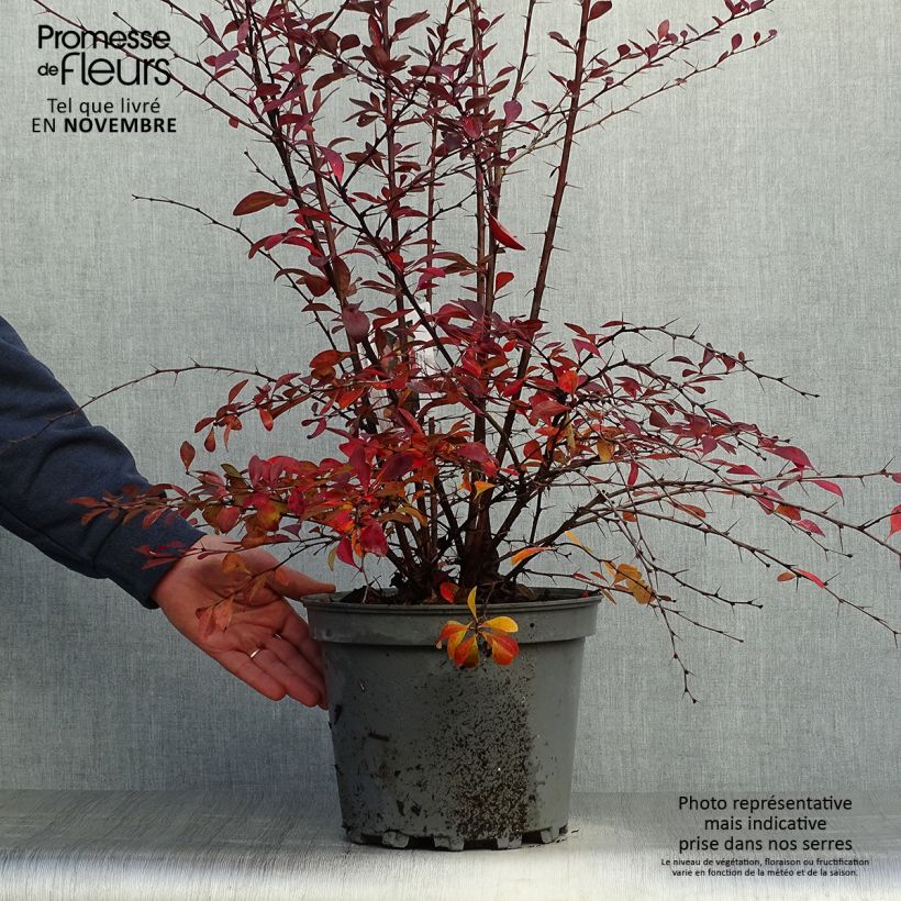 Exemplar von Berberis ottawensis Auricoma - Berberitze Topf mit 7,5L/10L wie im Herbst geliefert