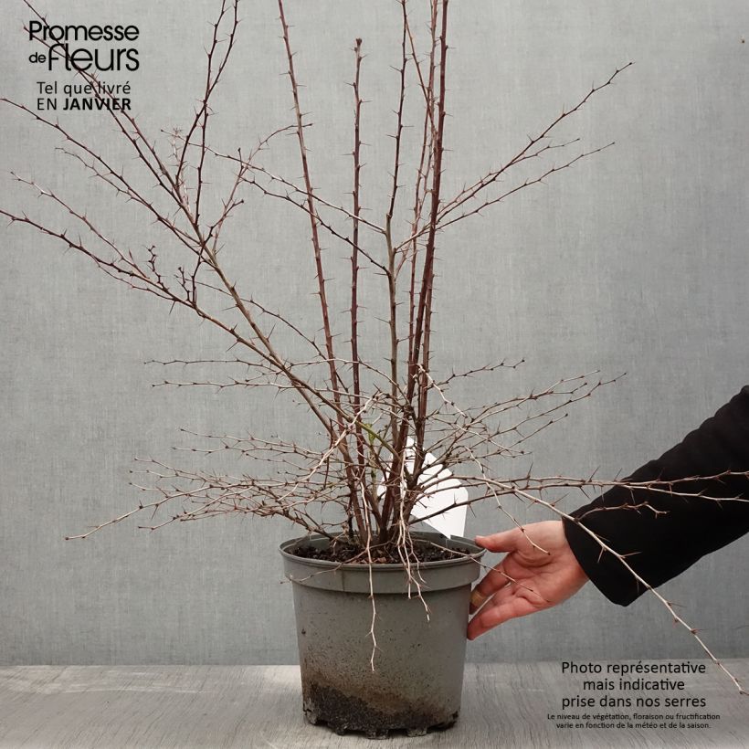 Exemplar von Berberis ottawensis Auricoma - Berberitze Topf mit 7,5L/10L wie im Winter geliefert