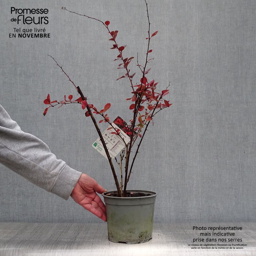 Exemplar von Berberis ottawensis Superba - Berberitze Topf mit 3L/4L wie im Herbst geliefert
