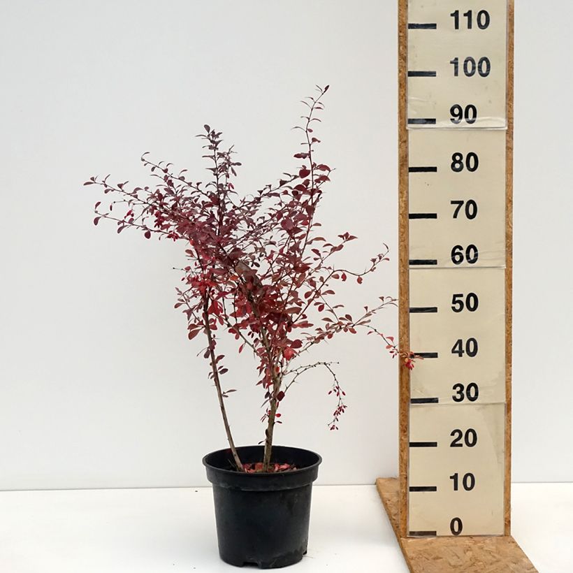 Exemplar von Berberis ottawensis Superba - Berberitze Topf mit 7,5L/10L wie im Herbst geliefert