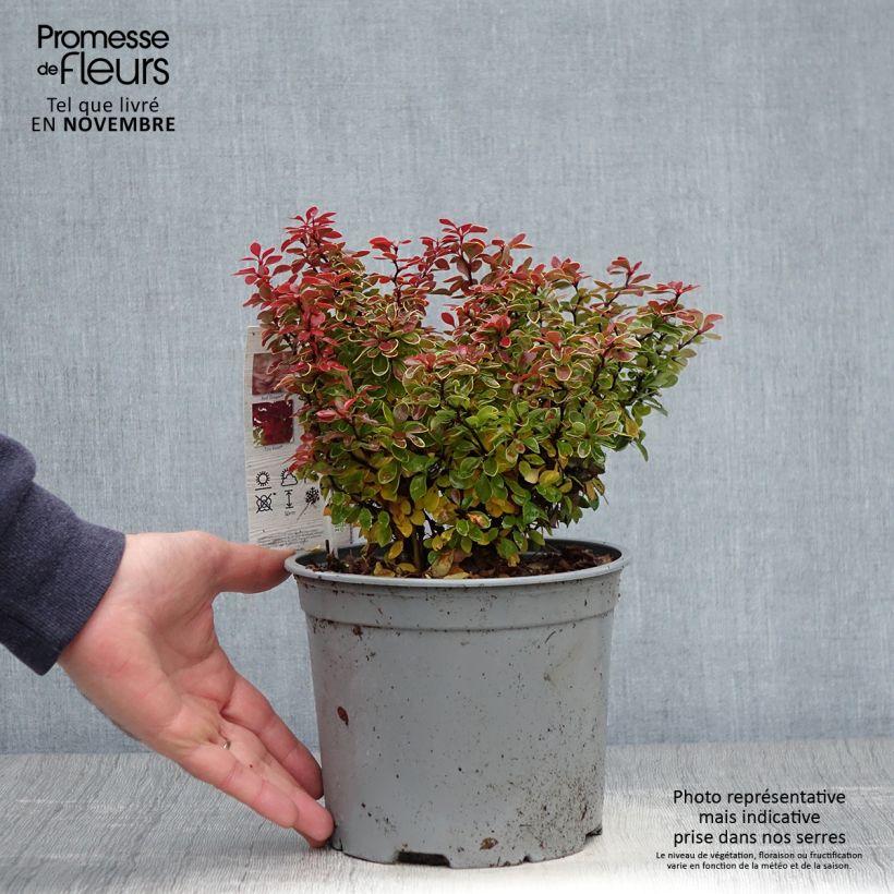 Exemplar von Berberis thunbergii Admiration Topf mit 2L/3L wie im Herbst geliefert