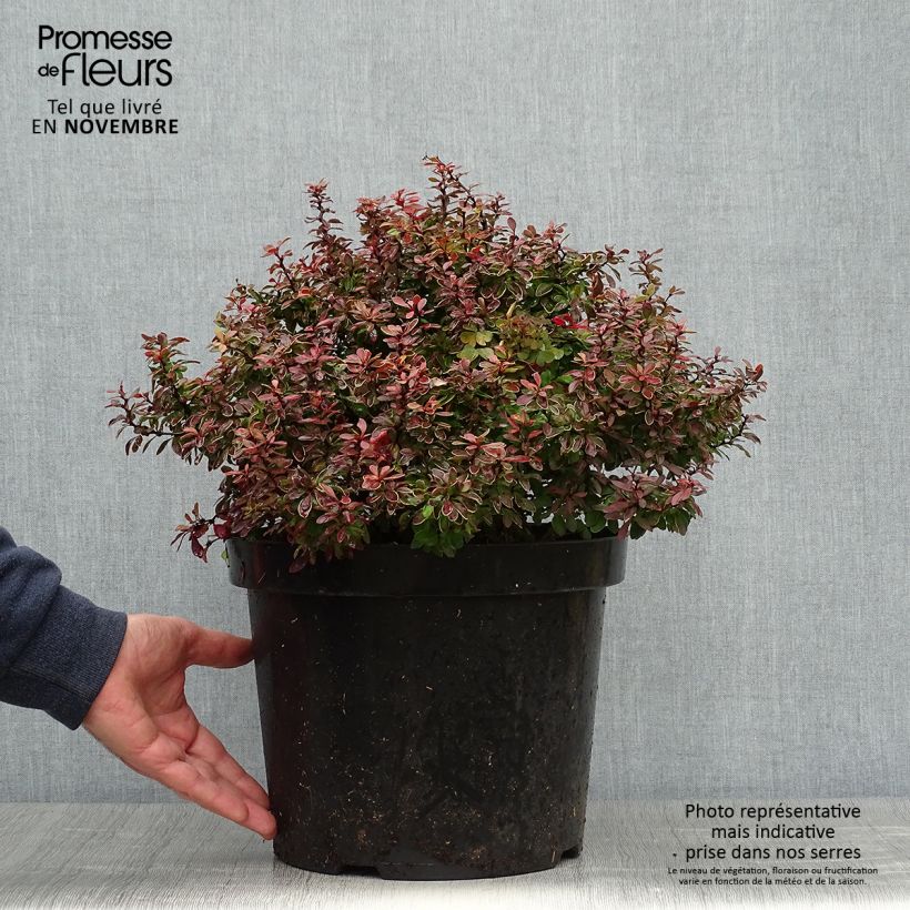 Exemplar von Berberis thunbergii Admiration Topf mit 7,5L/10L wie im Herbst geliefert