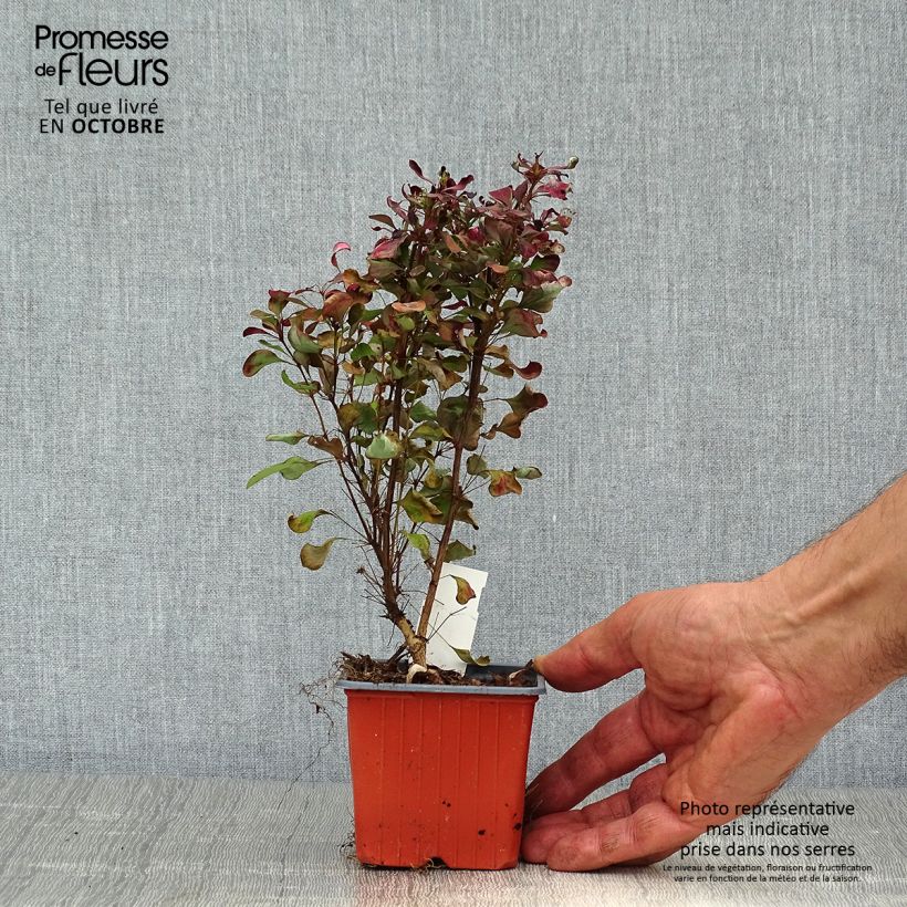 Exemplar von Berberis thunbergii Atropurpurea Kleine Töpfe von 8/9 cm wie im Herbst geliefert