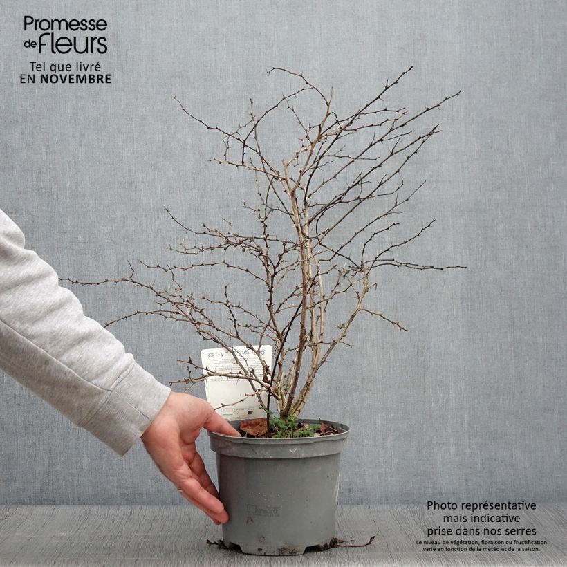 Exemplar von Berberis thunbergii Atropurpurea Topf mit 2L/3L wie im Herbst geliefert