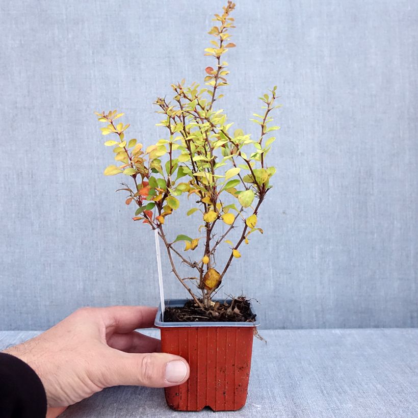 Exemplar von Berberis thunbergii Aurea Kleine Töpfe von 8/9 cm wie im Herbst geliefert