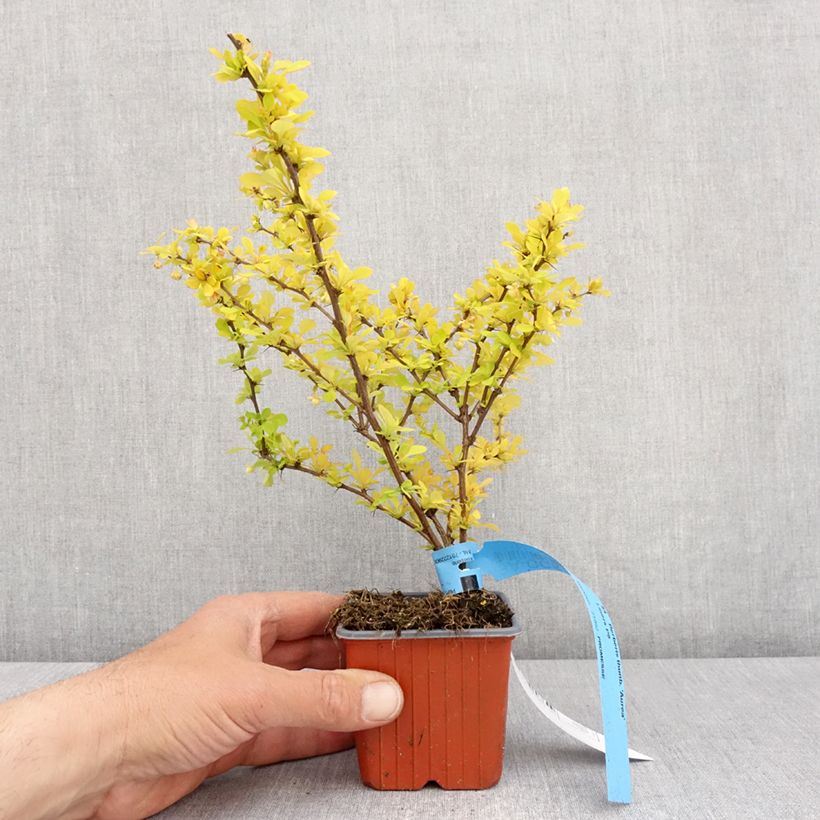Exemplar von Berberis thunbergii Aurea Kleine Töpfe von 8/9 cm wie im Frühjahr geliefert