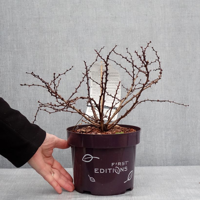 Exemplar von Berberis thunbergii Cabernet® FIRST EDITIONS® - Thunberg-Berberitze Topf mit 3L/4L wie im Winter geliefert