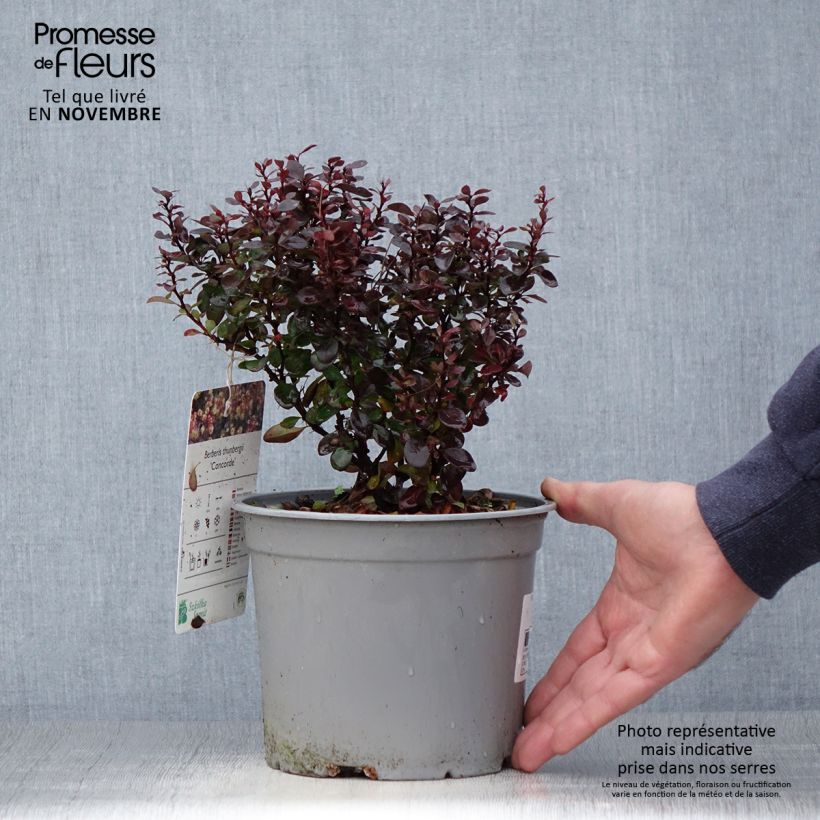 Exemplar von Berberis thunbergii Concorde Topf mit 2L/3L wie im Herbst geliefert