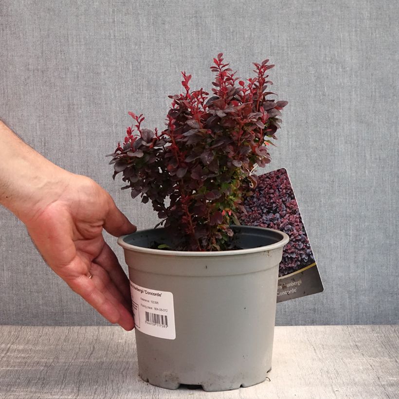Exemplar von Berberis thunbergii Concorde Topf mit 2L/3L wie im Sommer geliefert
