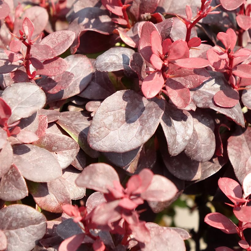 Berberis thunbergii Concorde (Laub)