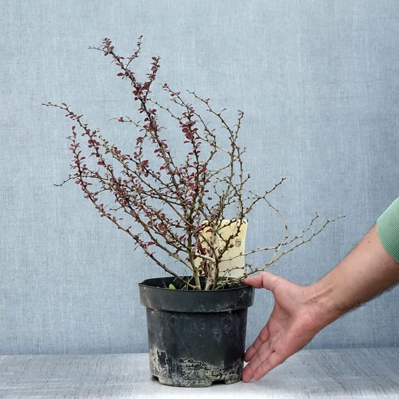 Exemplar von Berberis thunbergii Dart's Red Lady Topf mit 2L/3L wie im Sommer geliefert