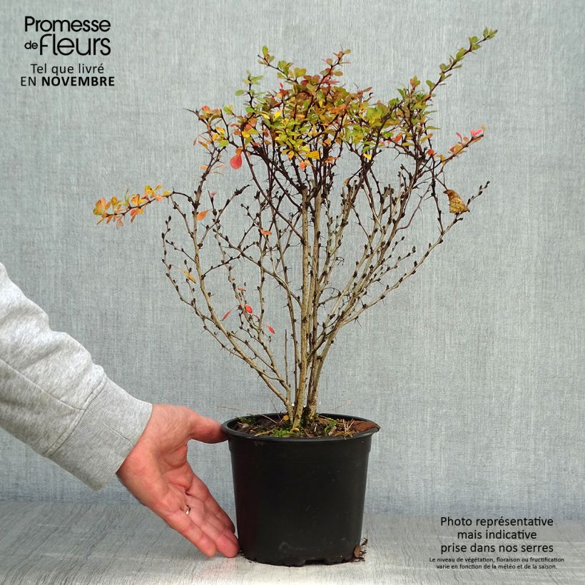 Exemplar von Berberis thunbergii Topf mit 2L/3L wie im Herbst geliefert