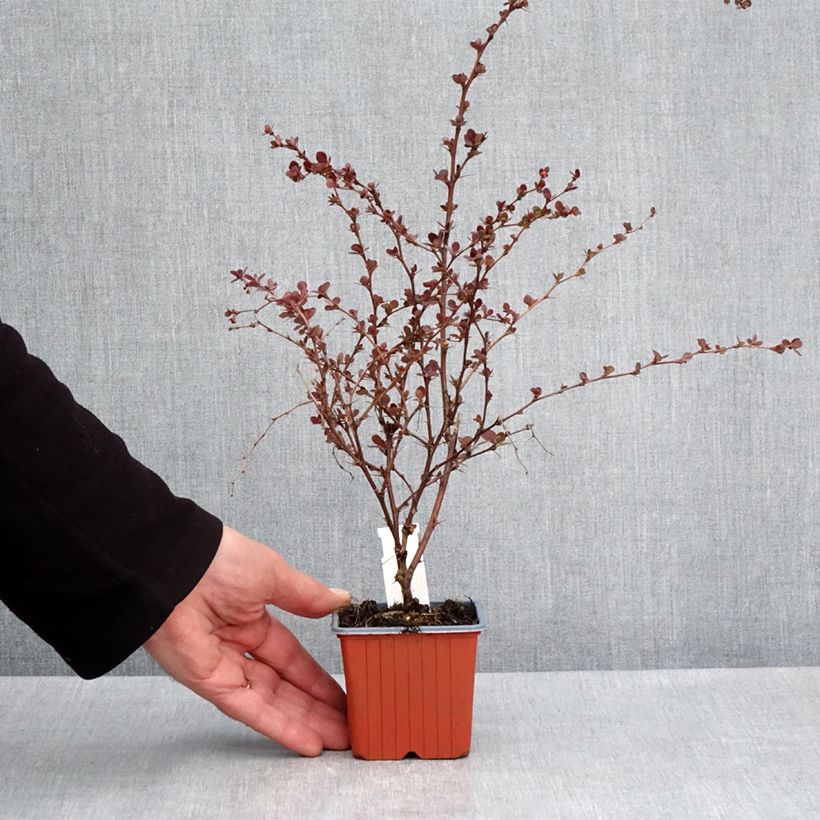 Exemplar von Berberis thunbergii Flamingo Kleine Töpfe von 8/9 cm wie im Frühjahr geliefert