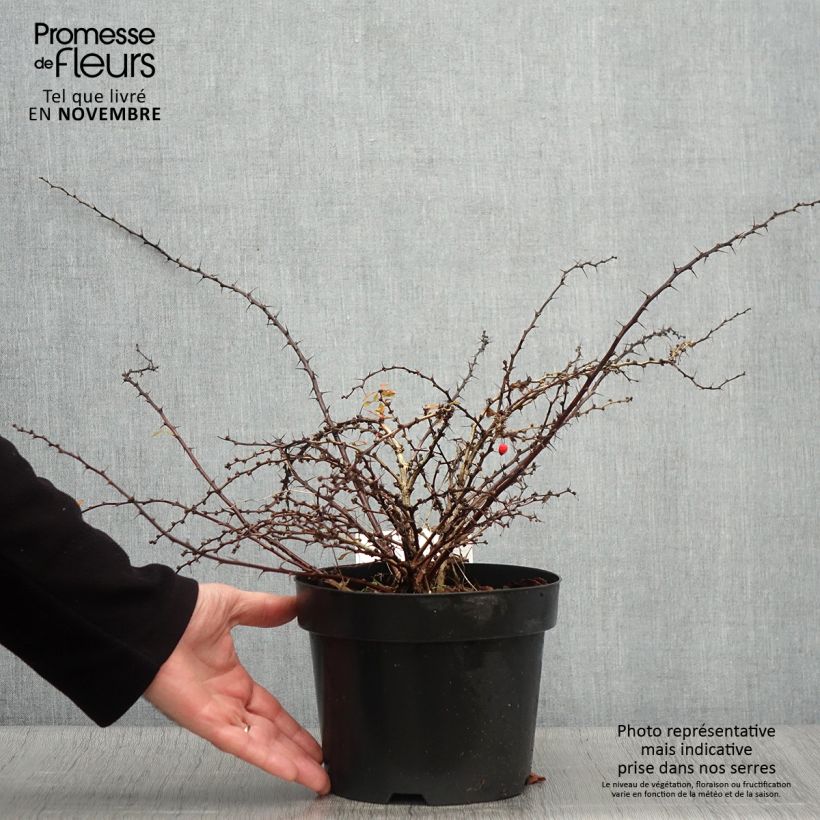 Exemplar von Berberis thunbergii Golden Carpet Topf mit 3L/4L wie im Herbst geliefert