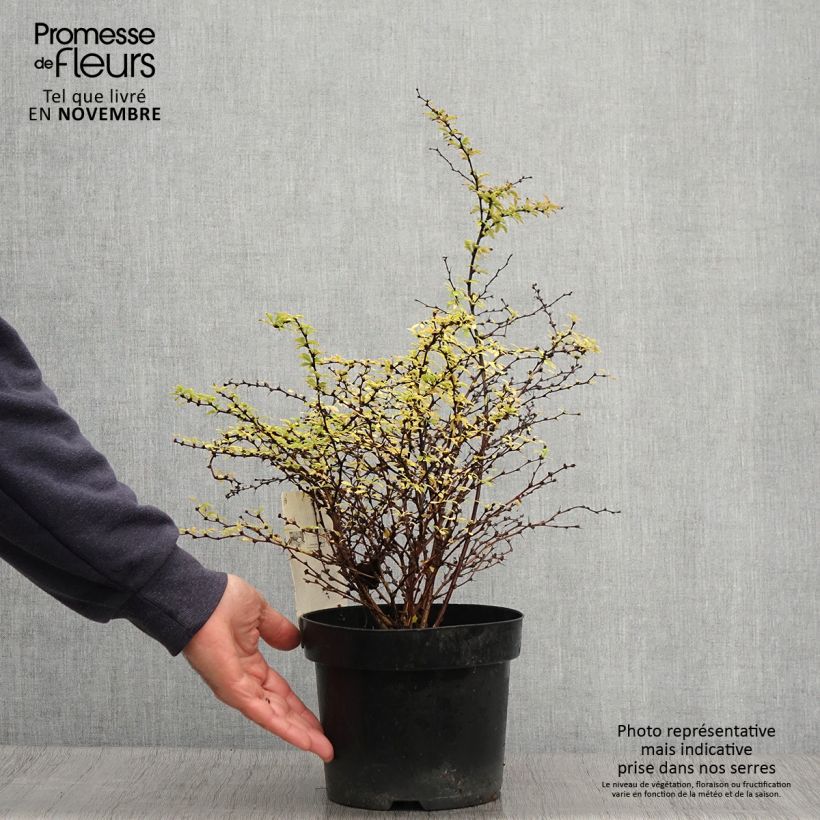 Exemplar von Berberis thunbergii Golden Dream Topf mit 2L/3L wie im Herbst geliefert