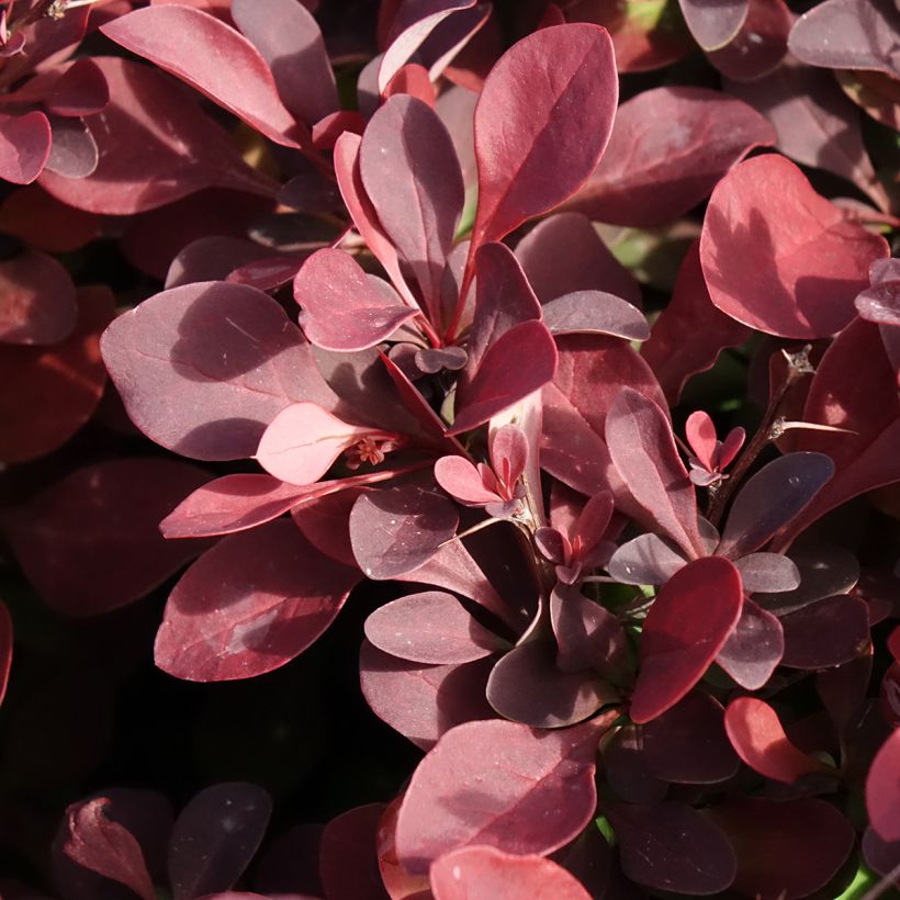 Berberis thunbergii Golden Ring (Laub)