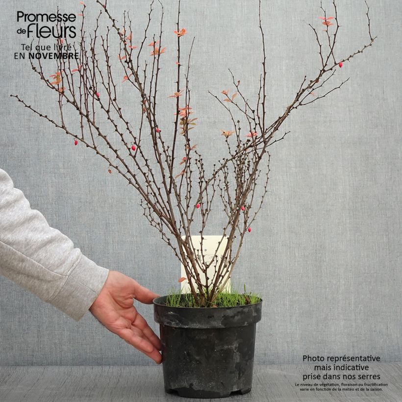 Exemplar von Berberis thunbergii Golden Rocket Topf mit 2L/3L wie im Herbst geliefert