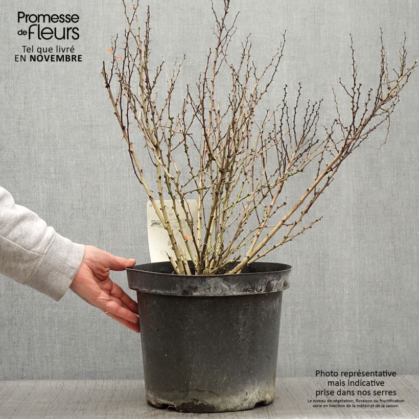 Exemplar von Berberis thunbergii Golden Rocket Topf mit 7,5L/10L wie im Herbst geliefert