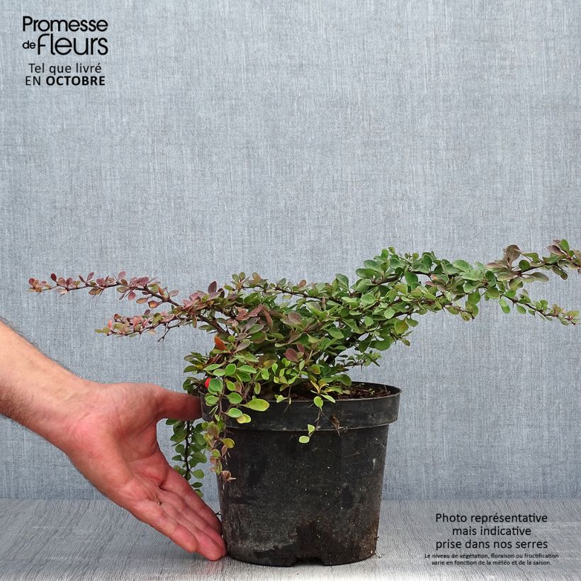 Exemplar von Berberis thunbergii Green Carpet Topf mit 3L/4L wie im Herbst geliefert