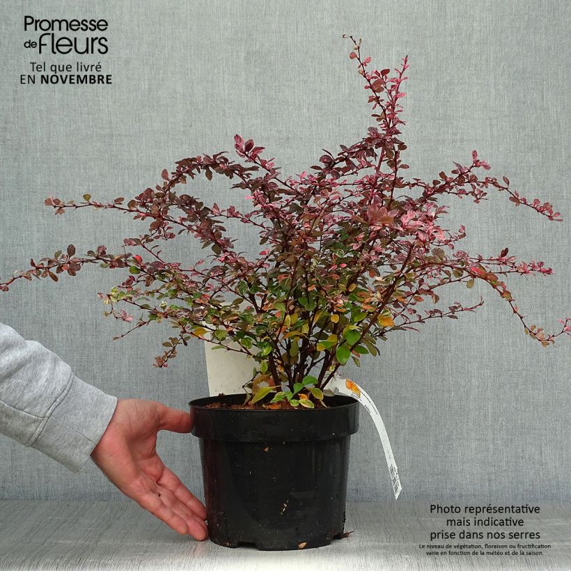 Exemplar von Berberis thunbergii Harlequin Topf mit 2L/3L wie im Herbst geliefert