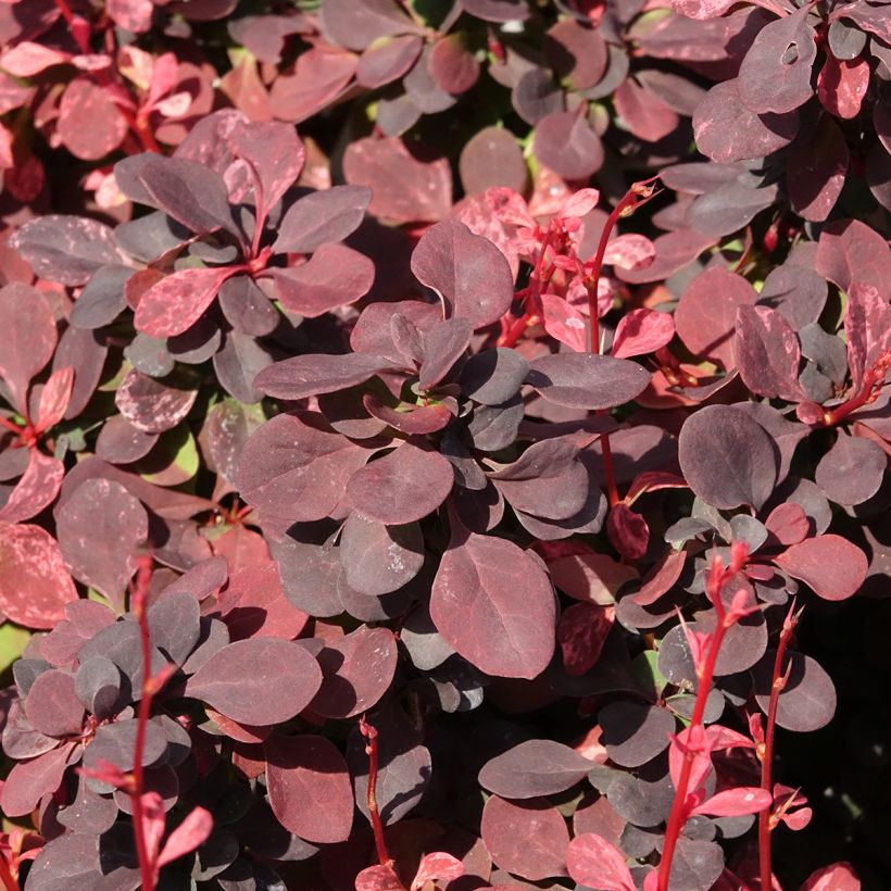 Berberis thunbergii Inspiration (Laub)