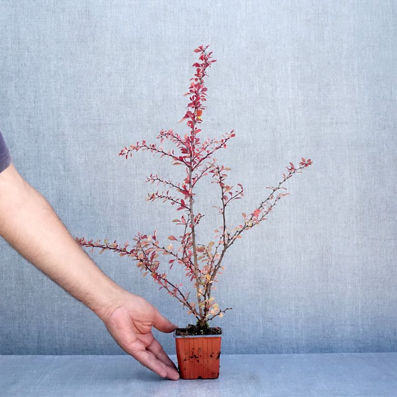 Exemplar von Berberis thunbergii Kelleriis Kleine Töpfe von 8/9 cm wie im Sommer geliefert