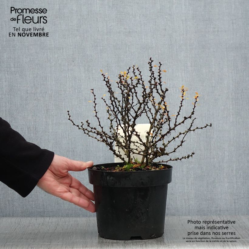 Exemplar von Berberis thunbergii Kobold Topf mit 2L/3L wie im Herbst geliefert