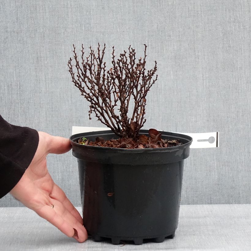 Exemplar von Berberis thunbergii Lutin Rouge Topf mit 2L/3L wie im Winter geliefert