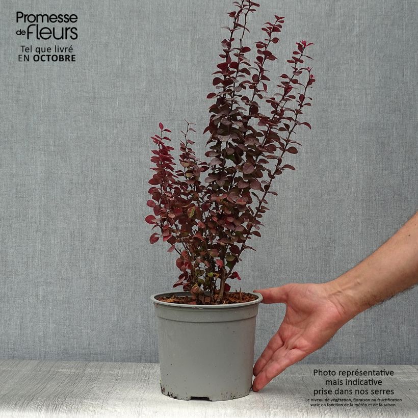 Exemplar von Berberis thunbergii Orange Rocket Topf mit 3L/4L wie im Herbst geliefert
