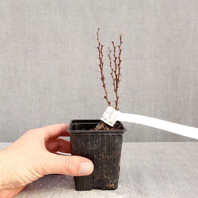 Exemplar von Berberis thunbergii Orange Torch Kleine Töpfe von 8/9 cm wie im Winter geliefert