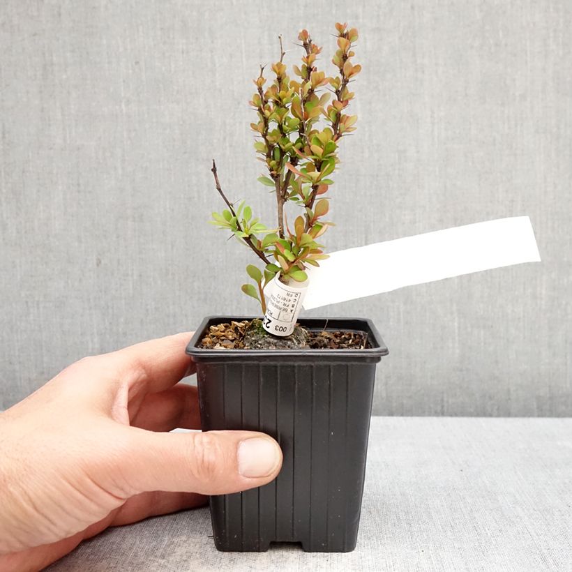 Exemplar von Berberis thunbergii Orange Torch Kleine Töpfe von 8/9 cm wie im Frühjahr geliefert