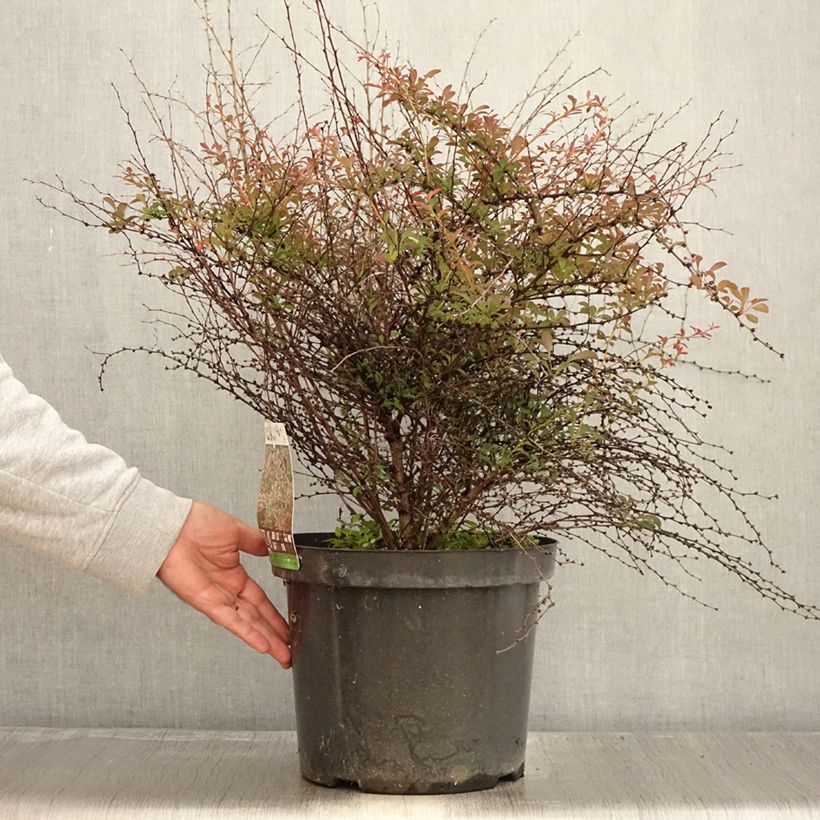 Exemplar von Berberis thunbergii Red Dream Topf mit 7,5L/10L wie im Herbst geliefert