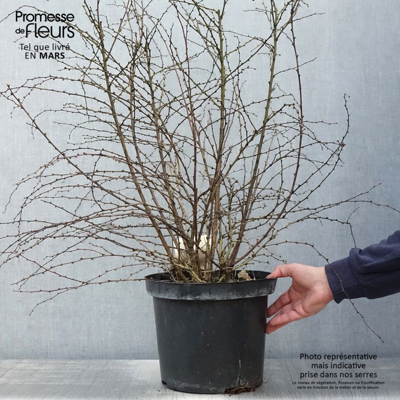 Exemplar von Berberis thunbergii Rosy Glow Topf mit 7,5L/10L wie im Frühjahr geliefert