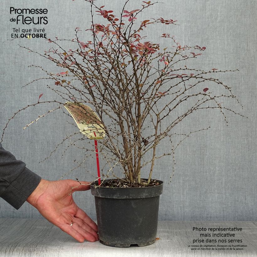 Exemplar von Berberis thunbergii Rosy Glow Topf mit 2L/3L wie im Herbst geliefert