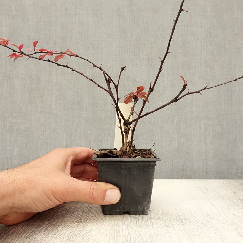 Exemplar von Berberis thunbergii Rosy Glow Kleine Töpfe von 8/9 cm wie im Herbst geliefert